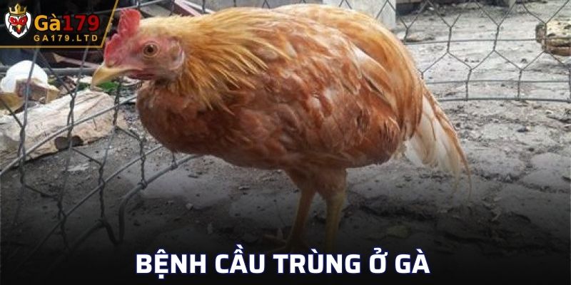 Bệnh Cầu Trùng Ở Gà