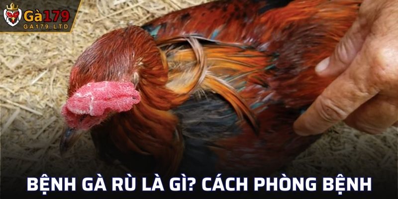 Bệnh Gà Rù