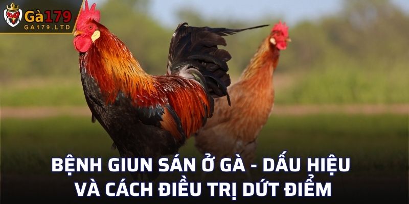 Bệnh Giun Sán Ở Gà