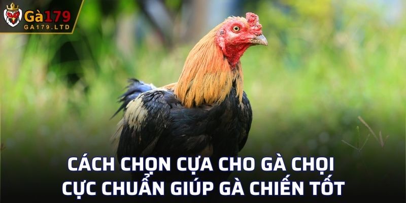 Cách Chọn Cựa Cho Gà Chọi