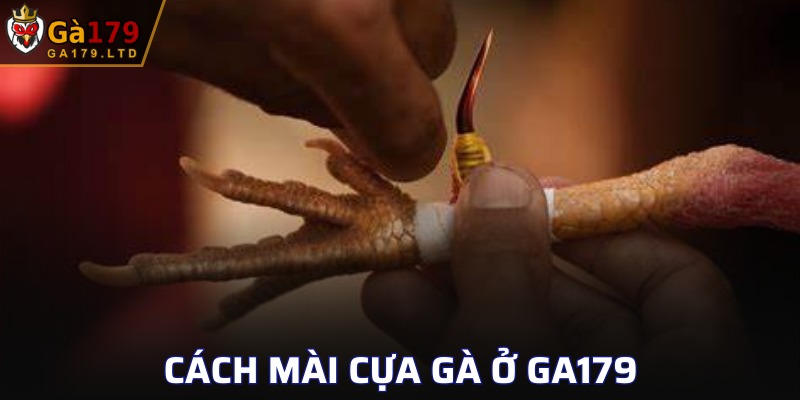 Cách Mài Cựa Gà