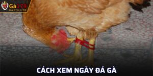 Cách Xem Ngày Đá Gà