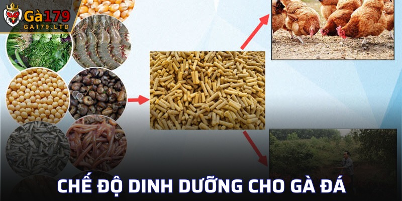 Chế Độ Dinh Dưỡng Cho Gà Đá