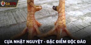 Cựa Nhật Nguyệt