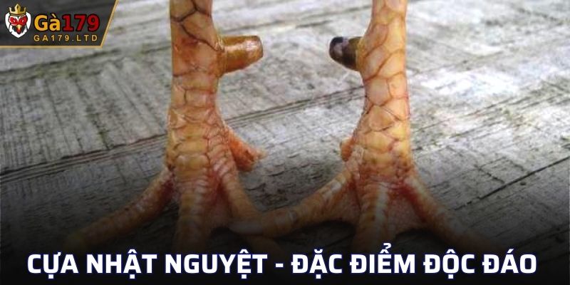 Cựa Nhật Nguyệt