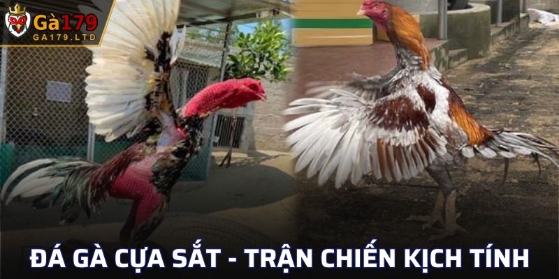 Đà Gà Cựa Sắt