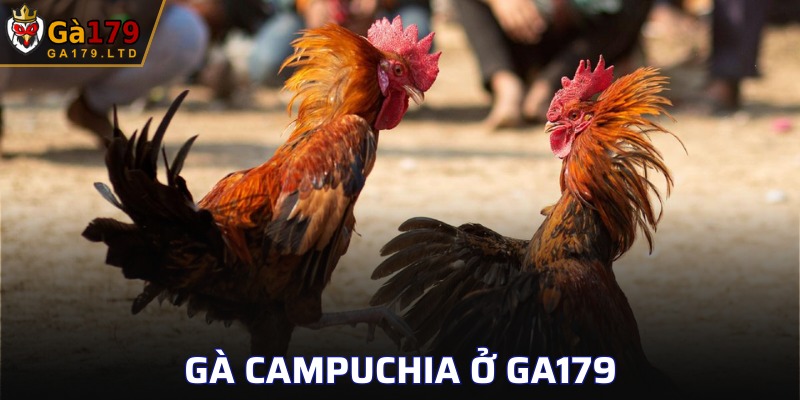 Gà Campuchia