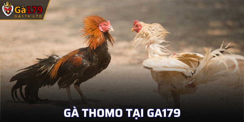 Gà Thomo
