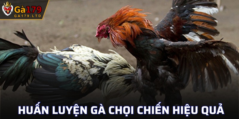 Huấn Luyện Gà Chọi Chiến