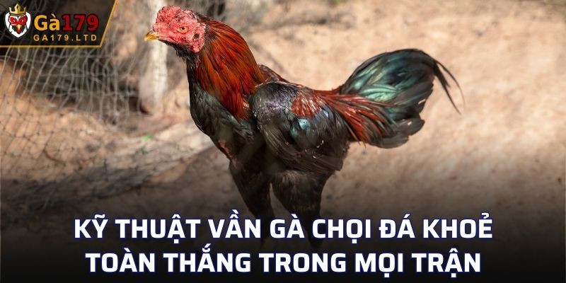 Kỹ Thuật Vần Gà Chọi