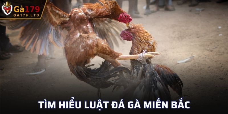 Luật Đá Gà Miền Bắc