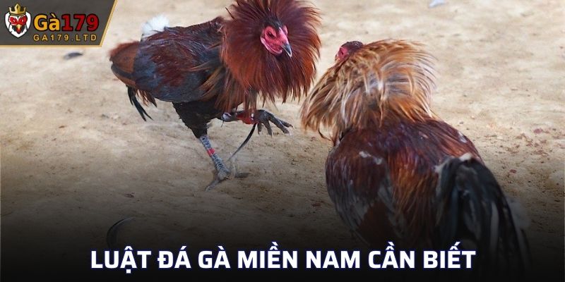 Luật Đá Gà Miền Nam