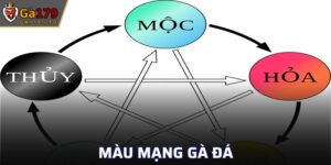 Màu Mạng Gà Đá