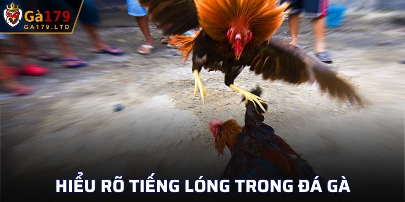 Tiếng Lóng Trong Đá Gà