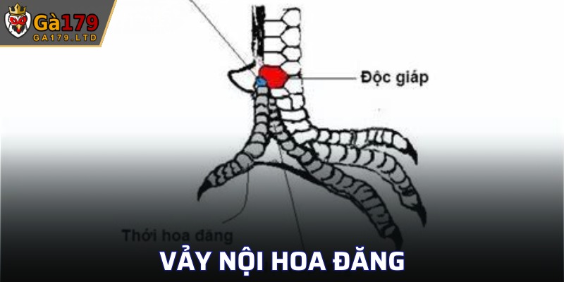 Vảy Nội Hoa Đăng
