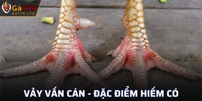 Vảy Vấn Cán